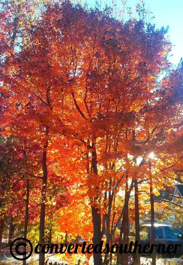 My Yard. November 2013