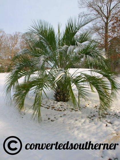 palm tree and snow... hum