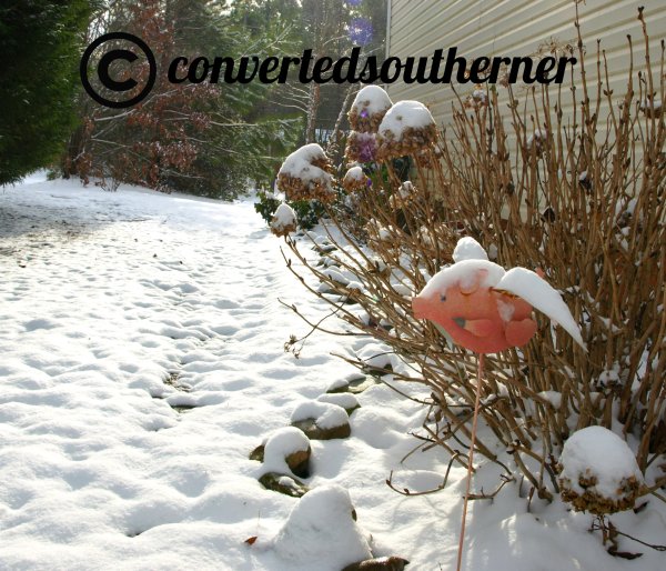 Flying Pigs with snow!