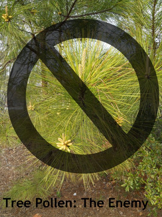 PINE TREE POLLEN