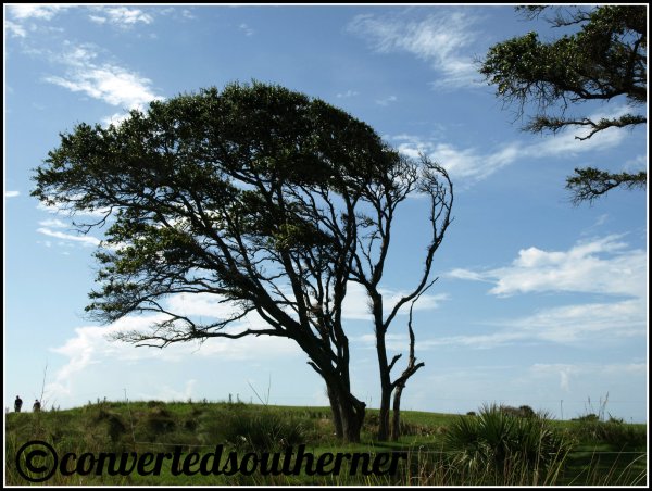 Cool Tree The Ocean Course, 2012 PGA Championship