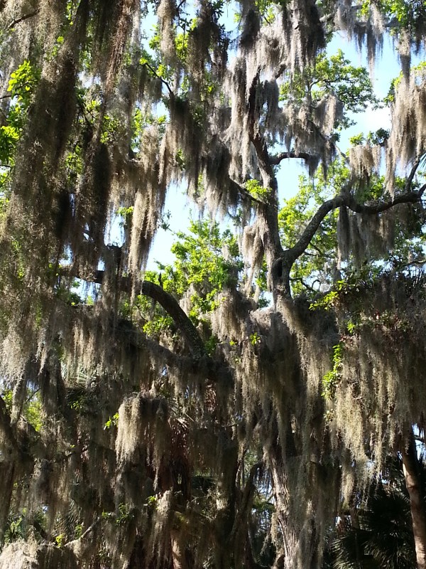 I snapped this while jogging through Palmetto Dunes in Hilton Head last week. Love Spanish Moss! 